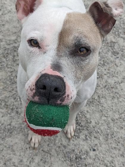 Missy, Adoptable, Adult Female Mixed Breed.