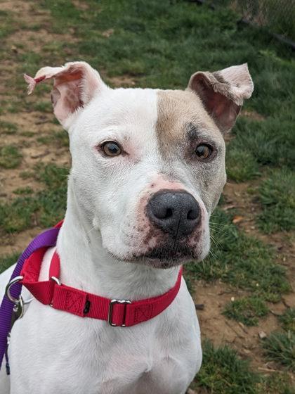 Enlarge Missy, a Adoptable Mixed Breed in Fairfax, VA image 2/3