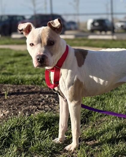 Enlarge Missy, a Adoptable Mixed Breed in Fairfax, VA image 3/3