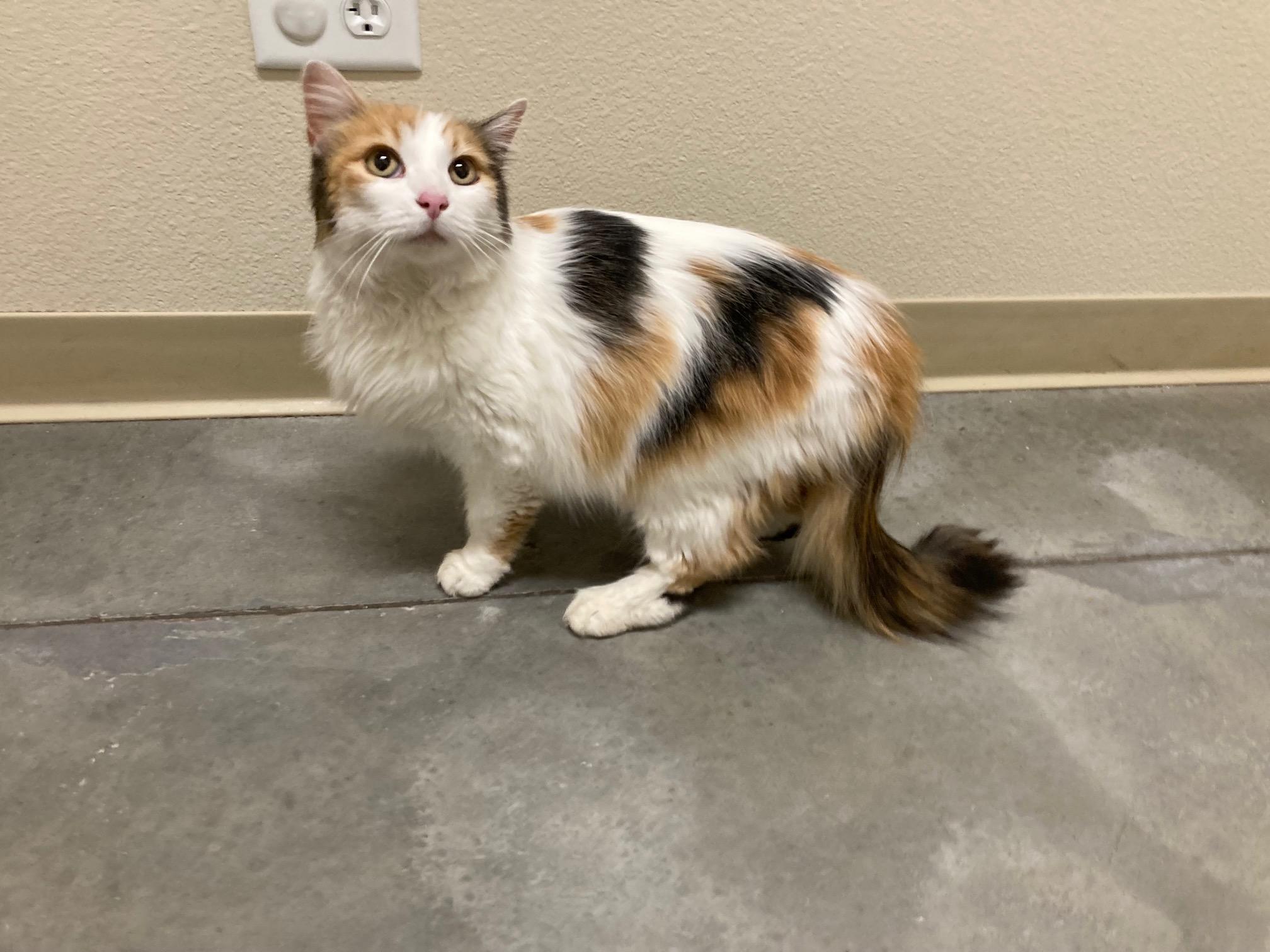 Goldie, an adoptable Domestic Long Hair in Boise, ID, 83709 | Photo Image 1