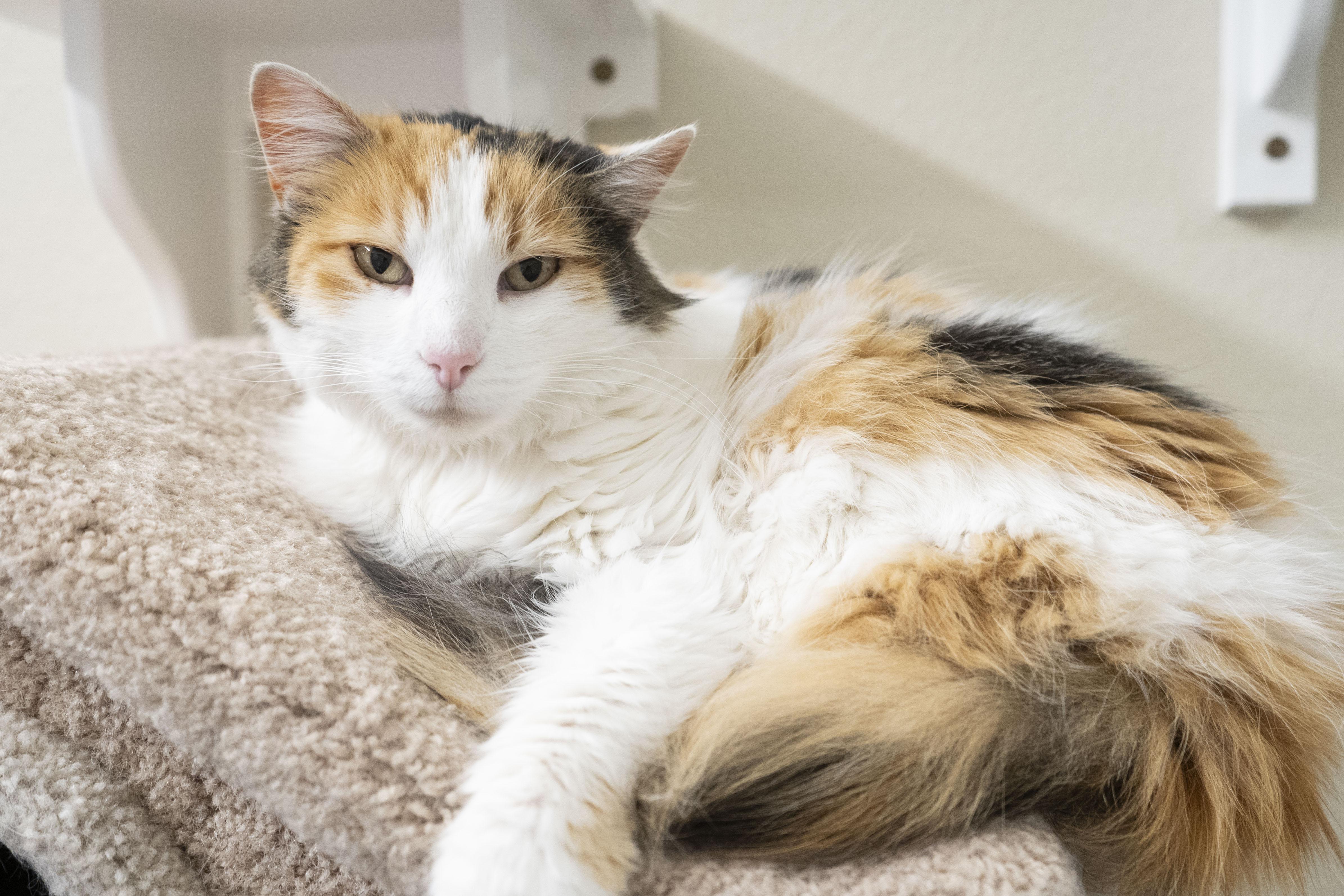 Goldie, an adoptable Domestic Long Hair in Boise, ID, 83709 | Photo Image 2