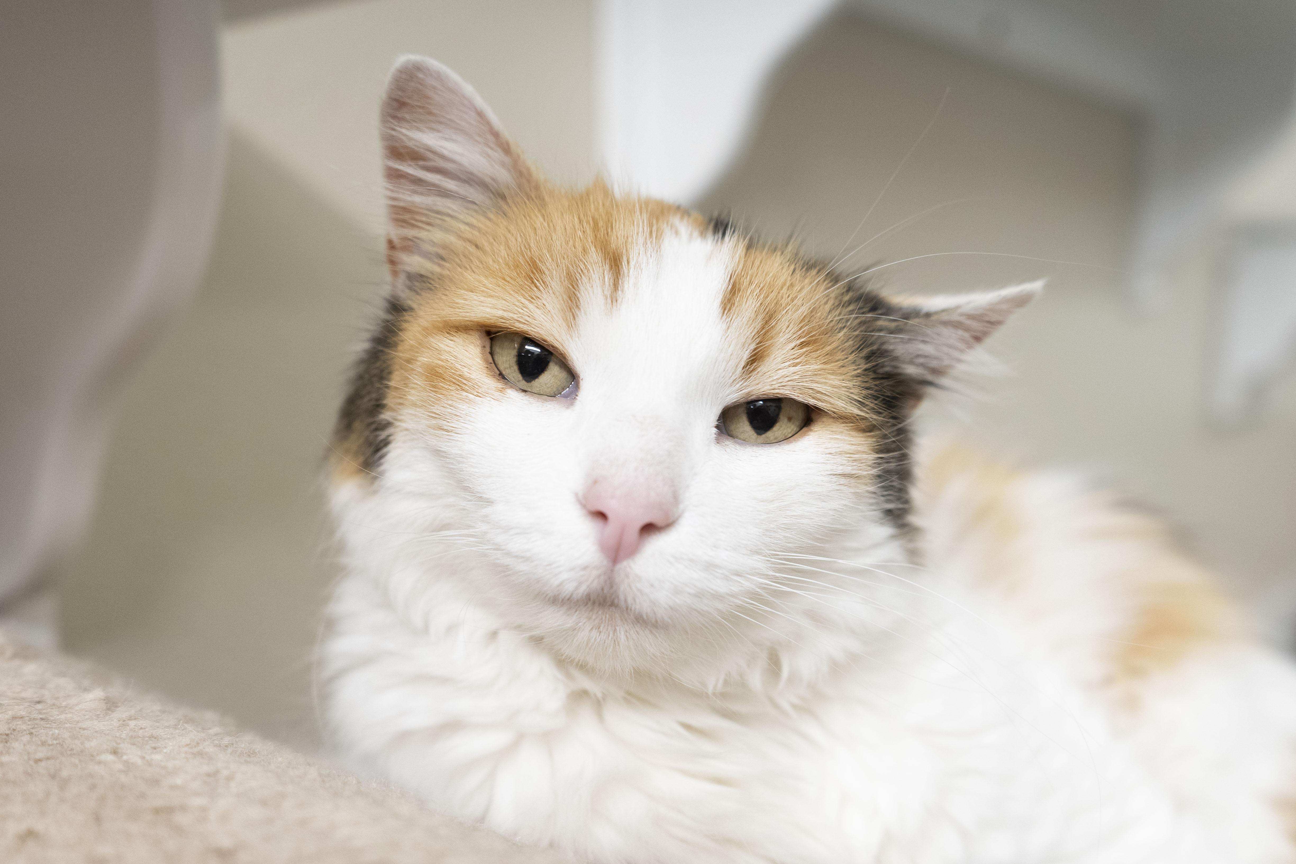 Goldie, an adoptable Domestic Long Hair in Boise, ID, 83709 | Photo Image 1