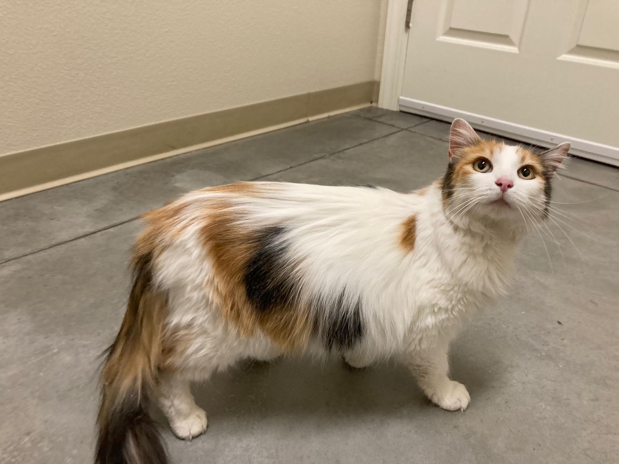 Goldie, an adoptable Domestic Long Hair in Boise, ID, 83709 | Photo Image 3