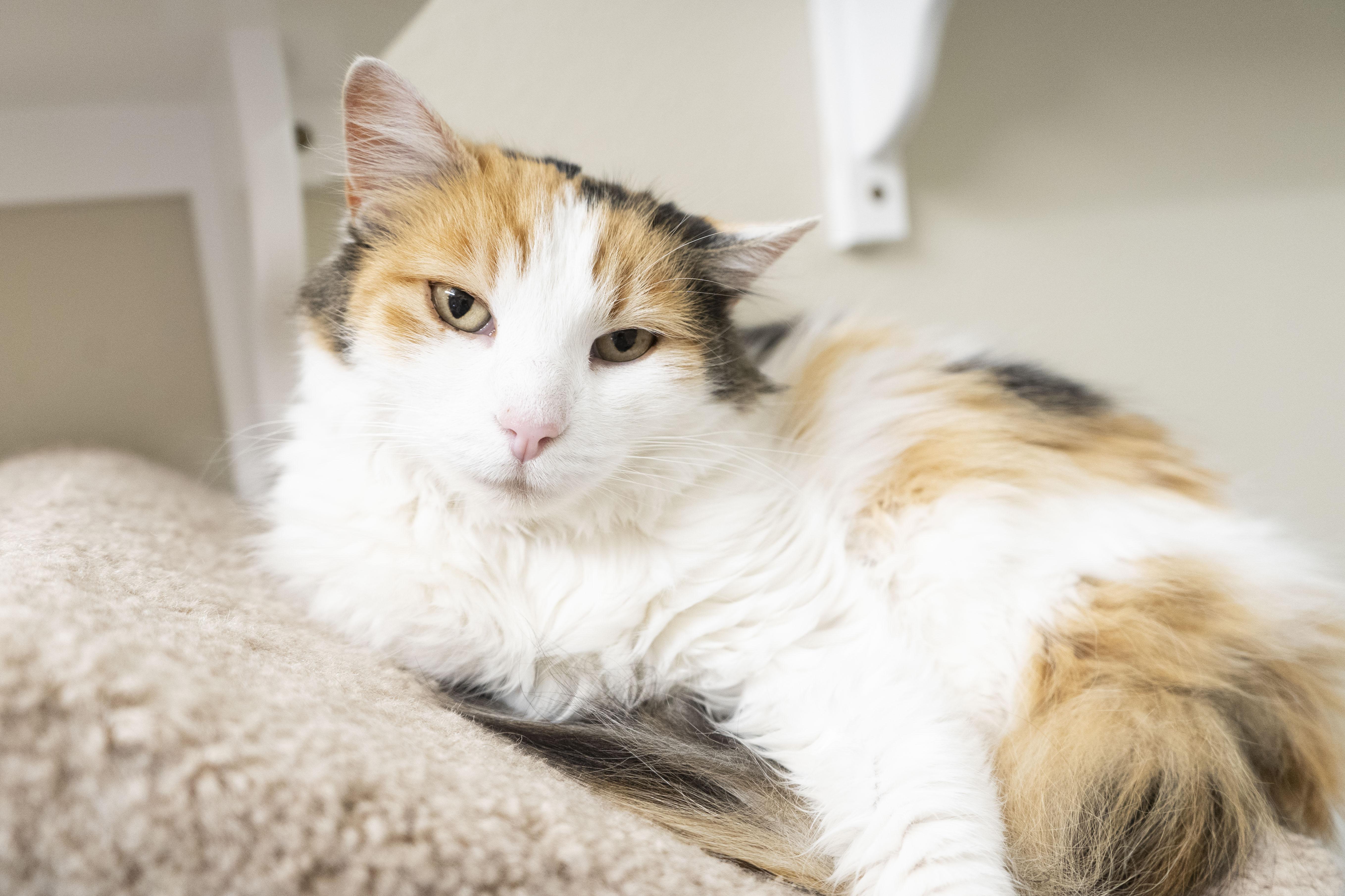 Goldie, an adoptable Domestic Long Hair in Boise, ID, 83709 | Photo Image 3