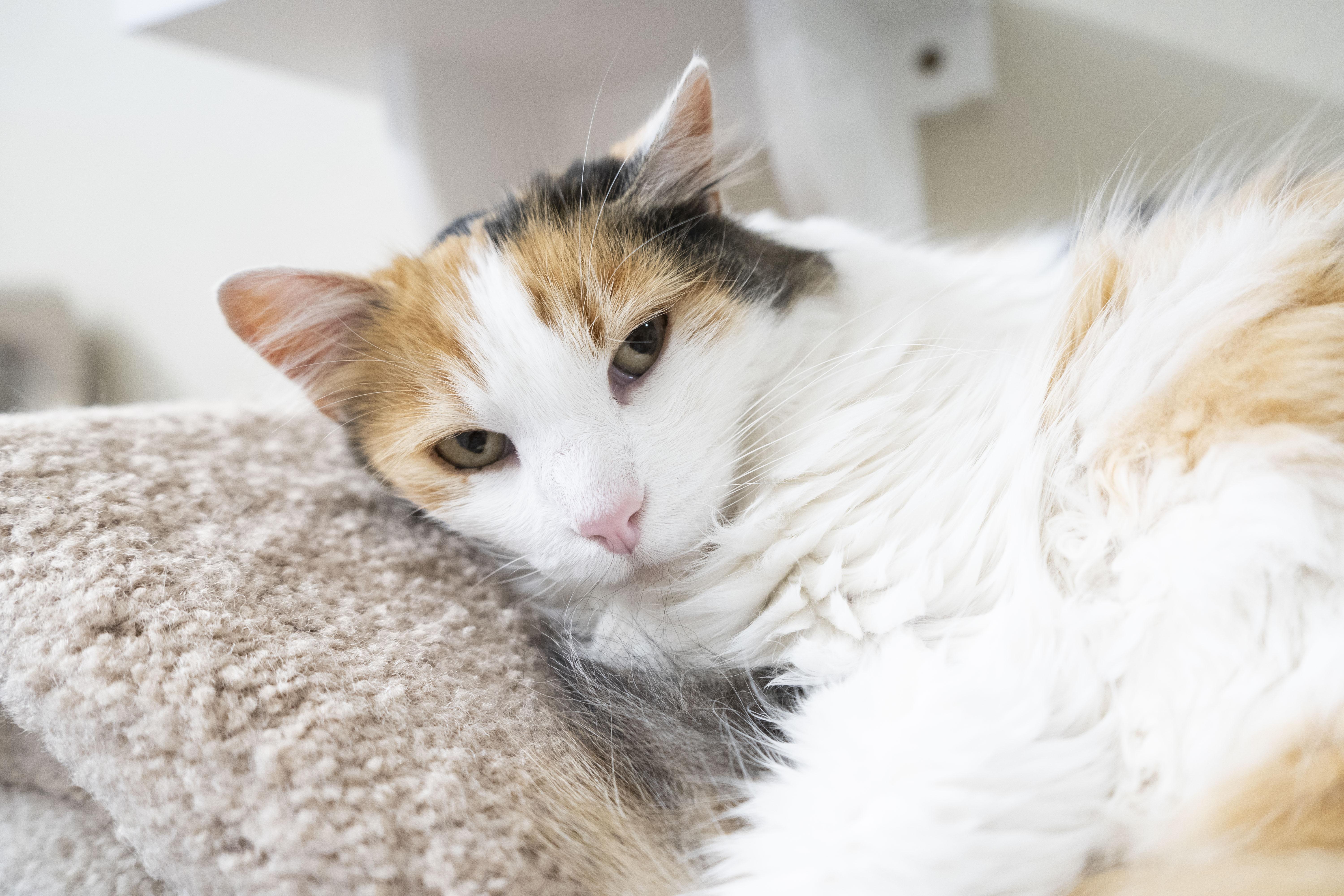 Goldie, an adoptable Domestic Long Hair in Boise, ID, 83709 | Photo Image 4