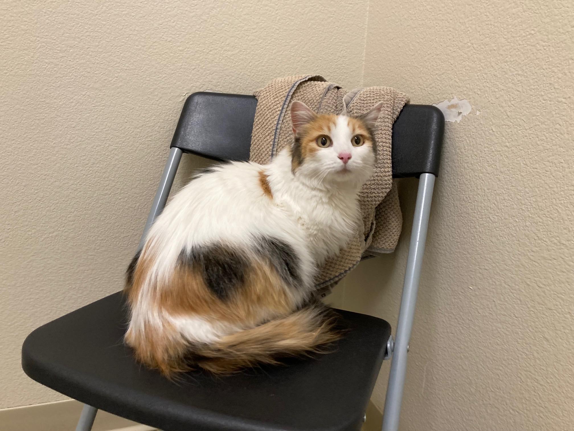 Goldie, an adoptable Domestic Long Hair in Boise, ID, 83709 | Photo Image 2