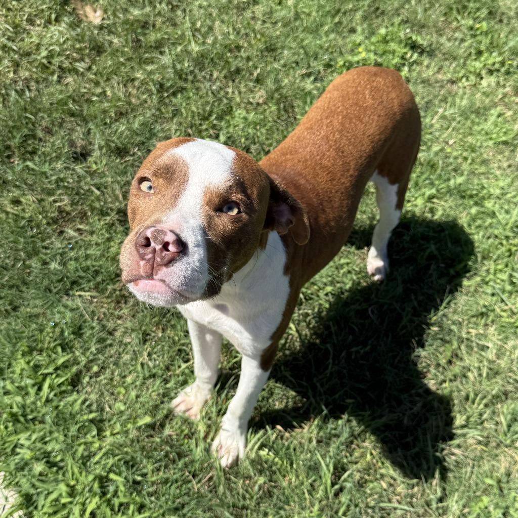 Enlarge Brennan, a Adoptable Pit Bull Terrier in Brenham, TX image 2/6