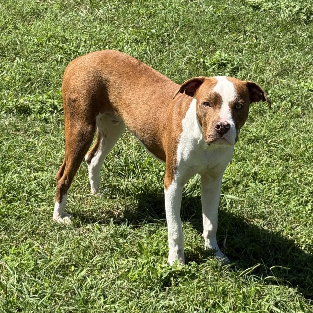Enlarge Brennan, a Adoptable Pit Bull Terrier in Brenham, TX image 3/6