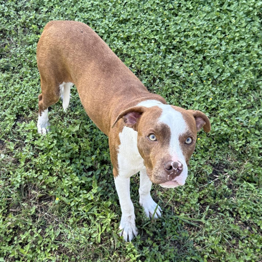 Enlarge Brennan, a Adoptable Pit Bull Terrier in Brenham, TX image 4/6