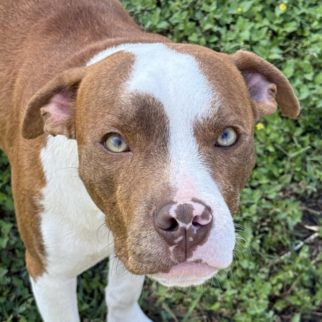 Brennan, Adoptable, Puppy Male Pit Bull Terrier.