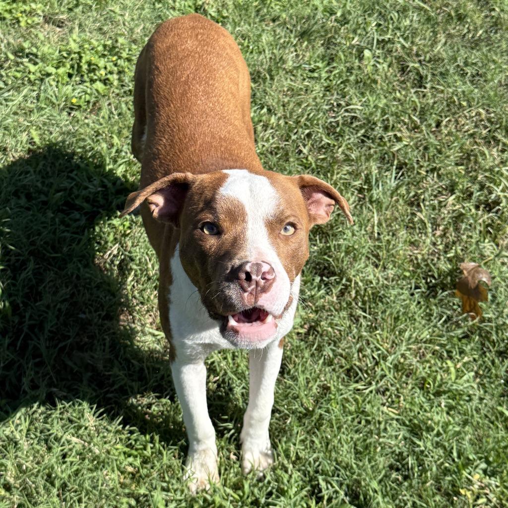 Enlarge Brennan, a Adoptable Pit Bull Terrier in Brenham, TX image 5/6
