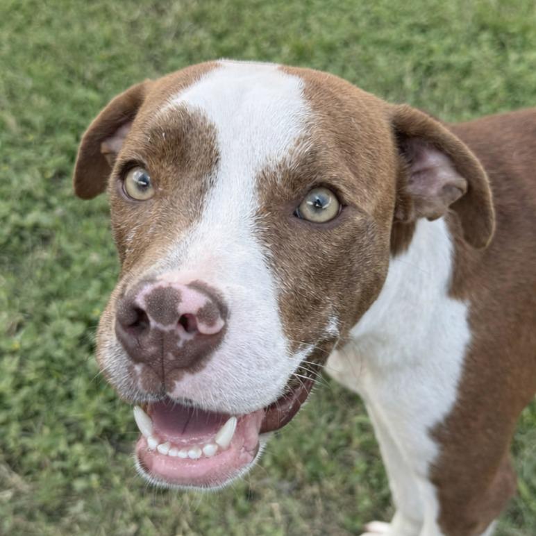 Brennan, Adoptable, Puppy Male Pit Bull Terrier.