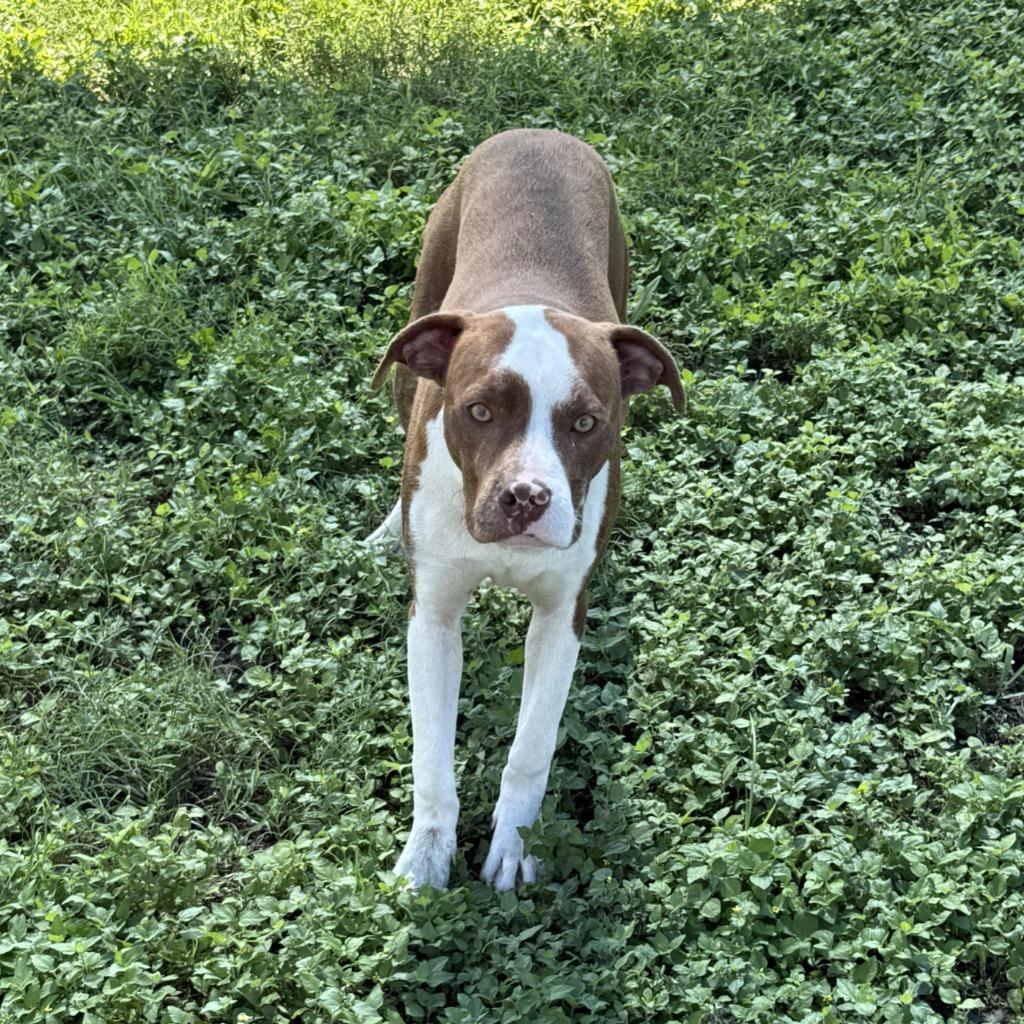 Enlarge Brennan, a Adoptable Pit Bull Terrier in Brenham, TX image 6/6