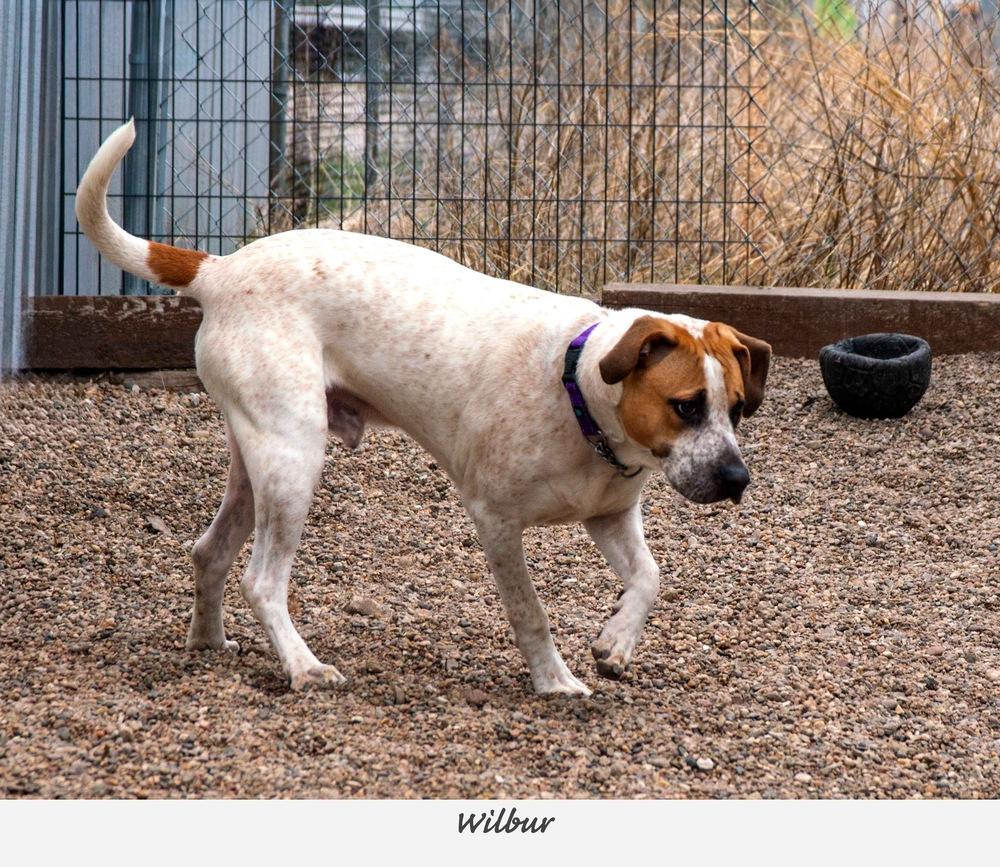 Enlarge Wilber ( 2026), a Adoptable mixed breed in Fremont, NE image 1/3
