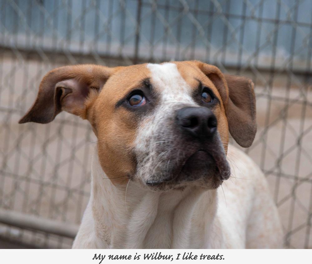 Enlarge Wilber ( 2026), a Adoptable mixed breed in Fremont, NE image 2/3