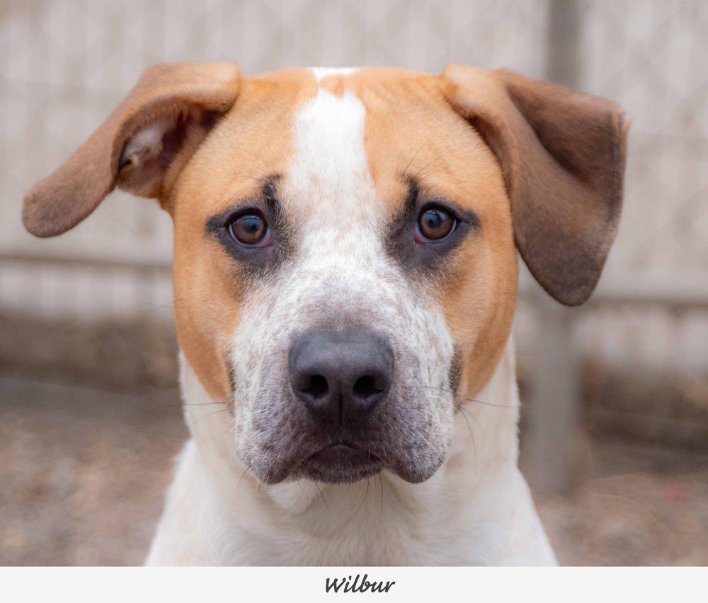Enlarge Wilber ( 2026), a Adoptable mixed breed in Fremont, NE image 3/3