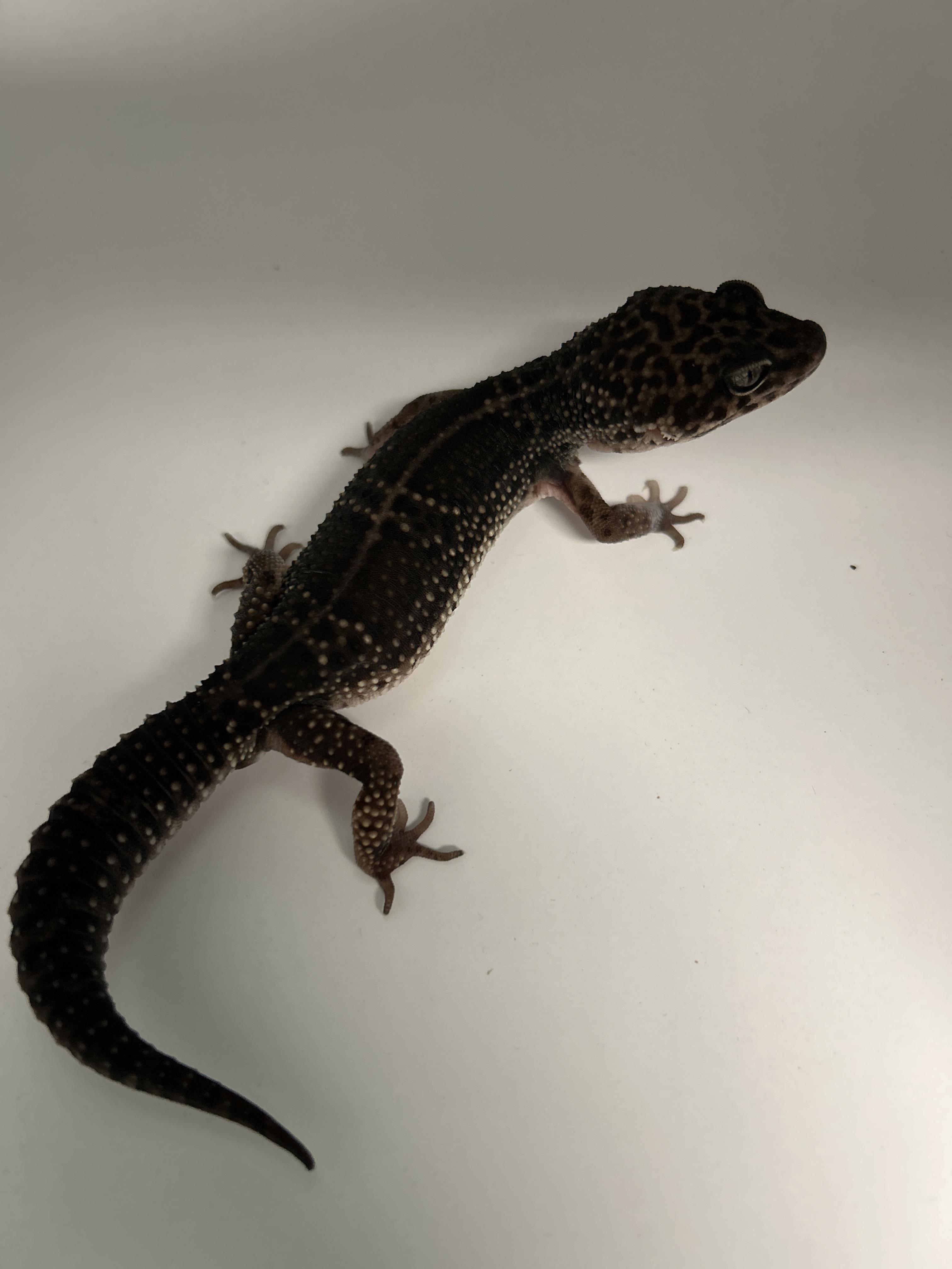 Leopard Gecko 14