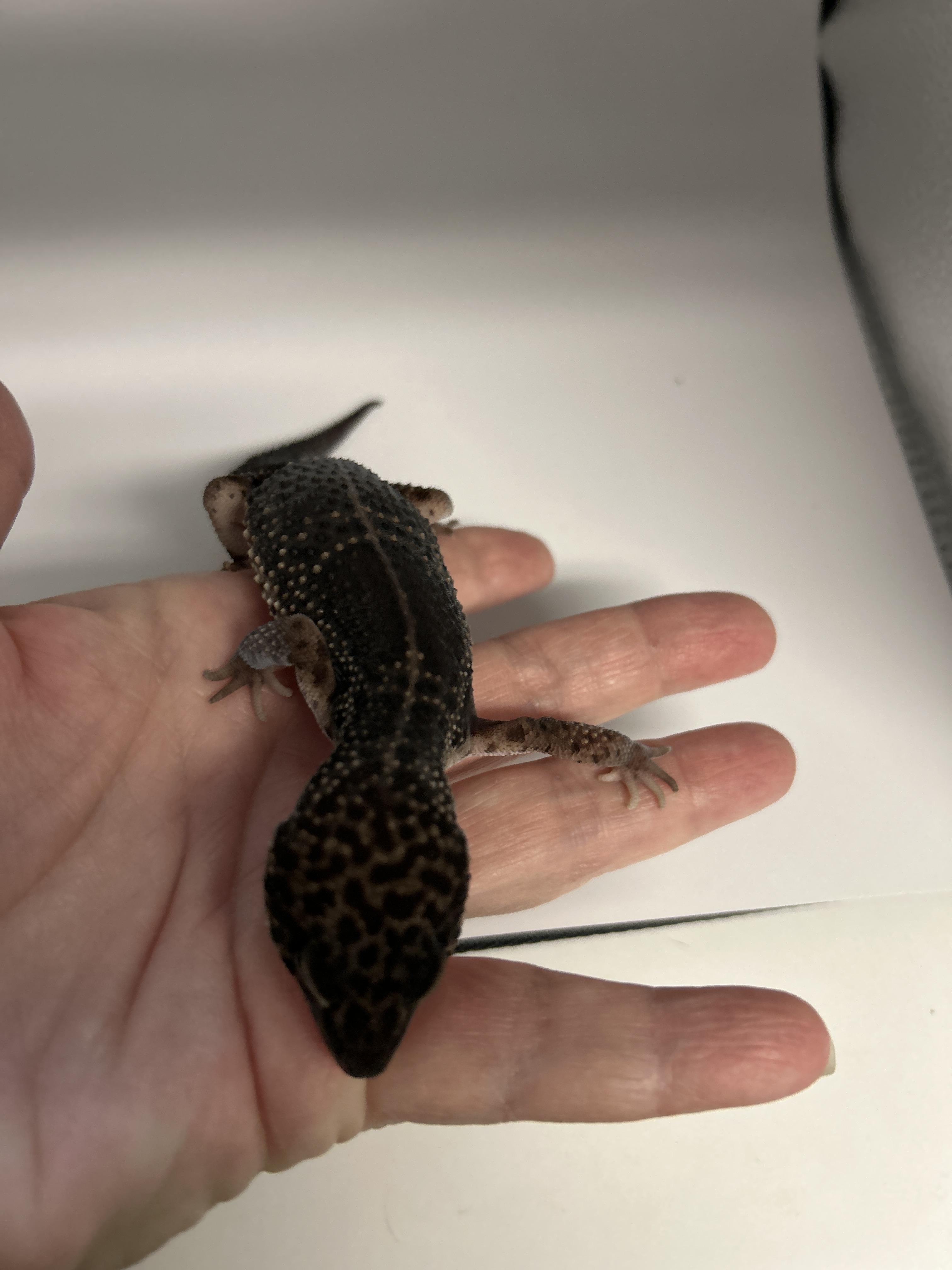 Leopard Gecko 14 photo 2