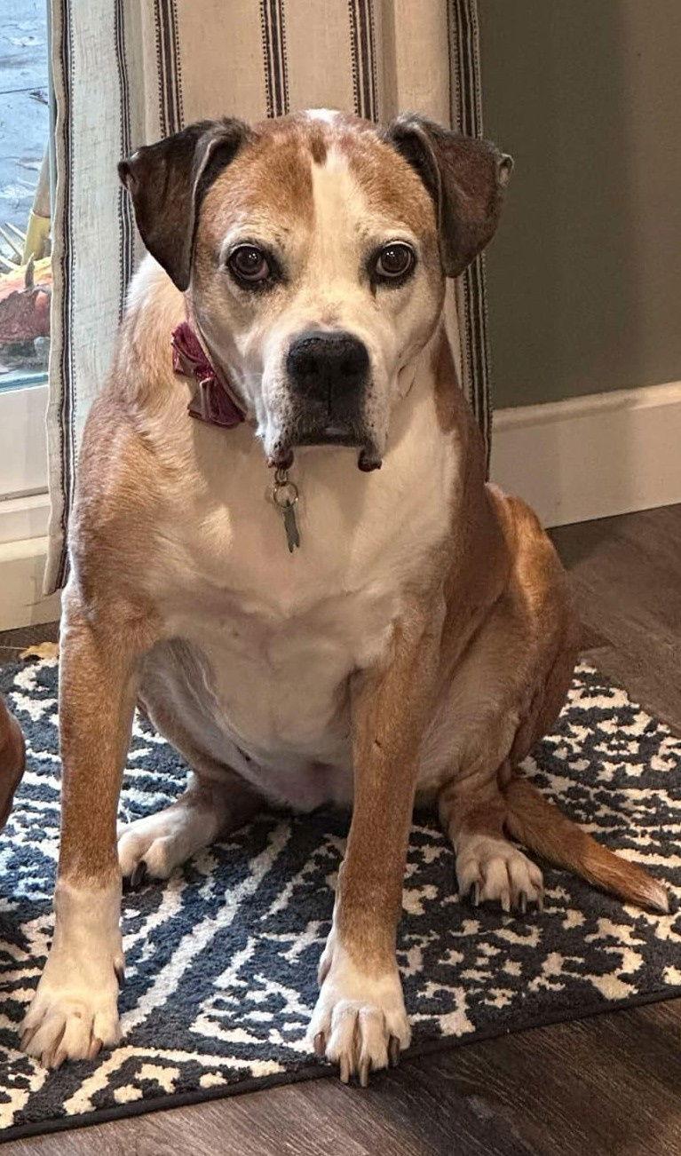 Winnie Pop - ADOPTION PENDING!!!, Adoptable, Senior Female Boxer.