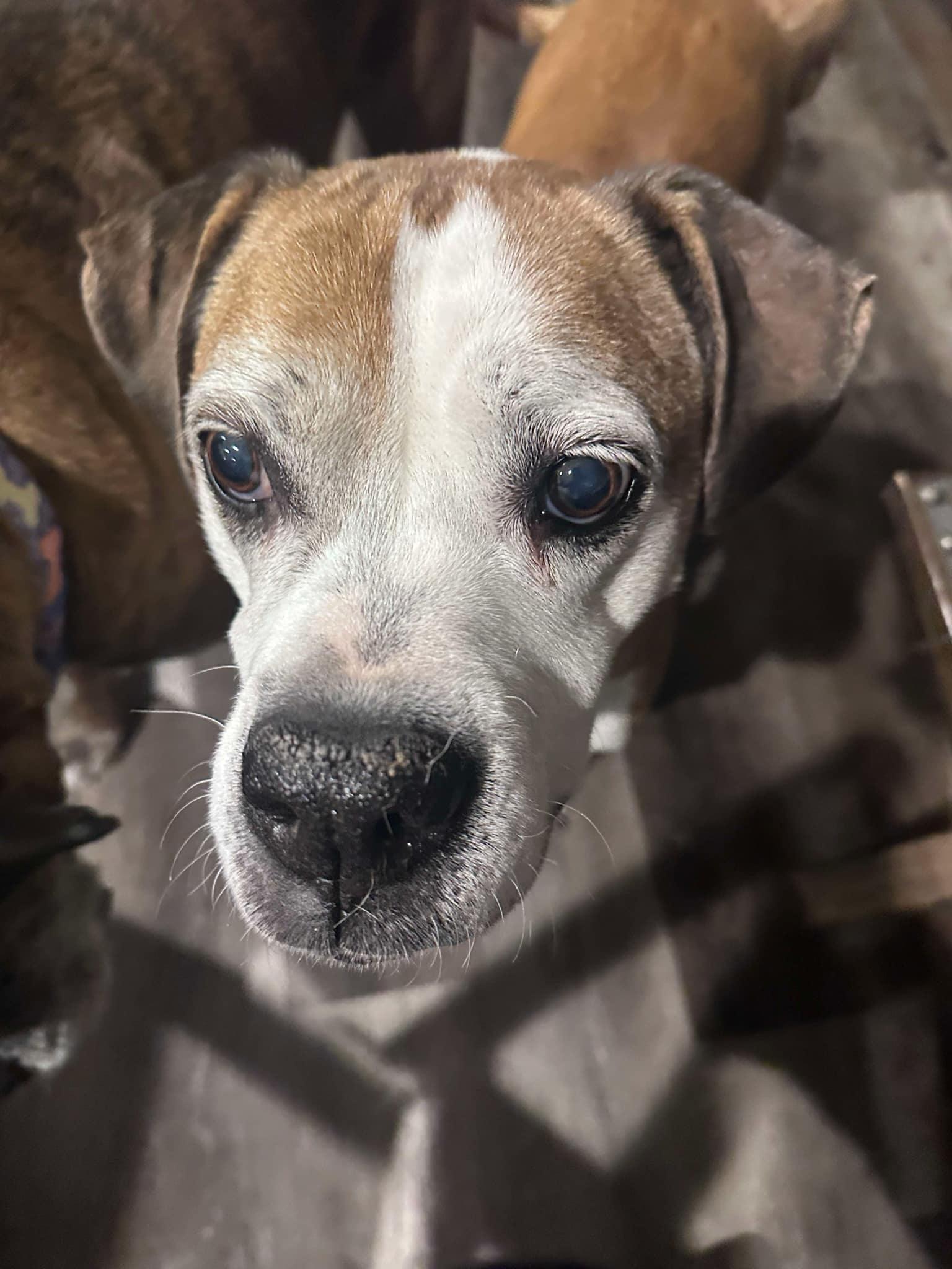 Enlarge Winnie Pop - ADOPTION PENDING!!!, a Adoptable Boxer in Shakopee, MN image 2/3