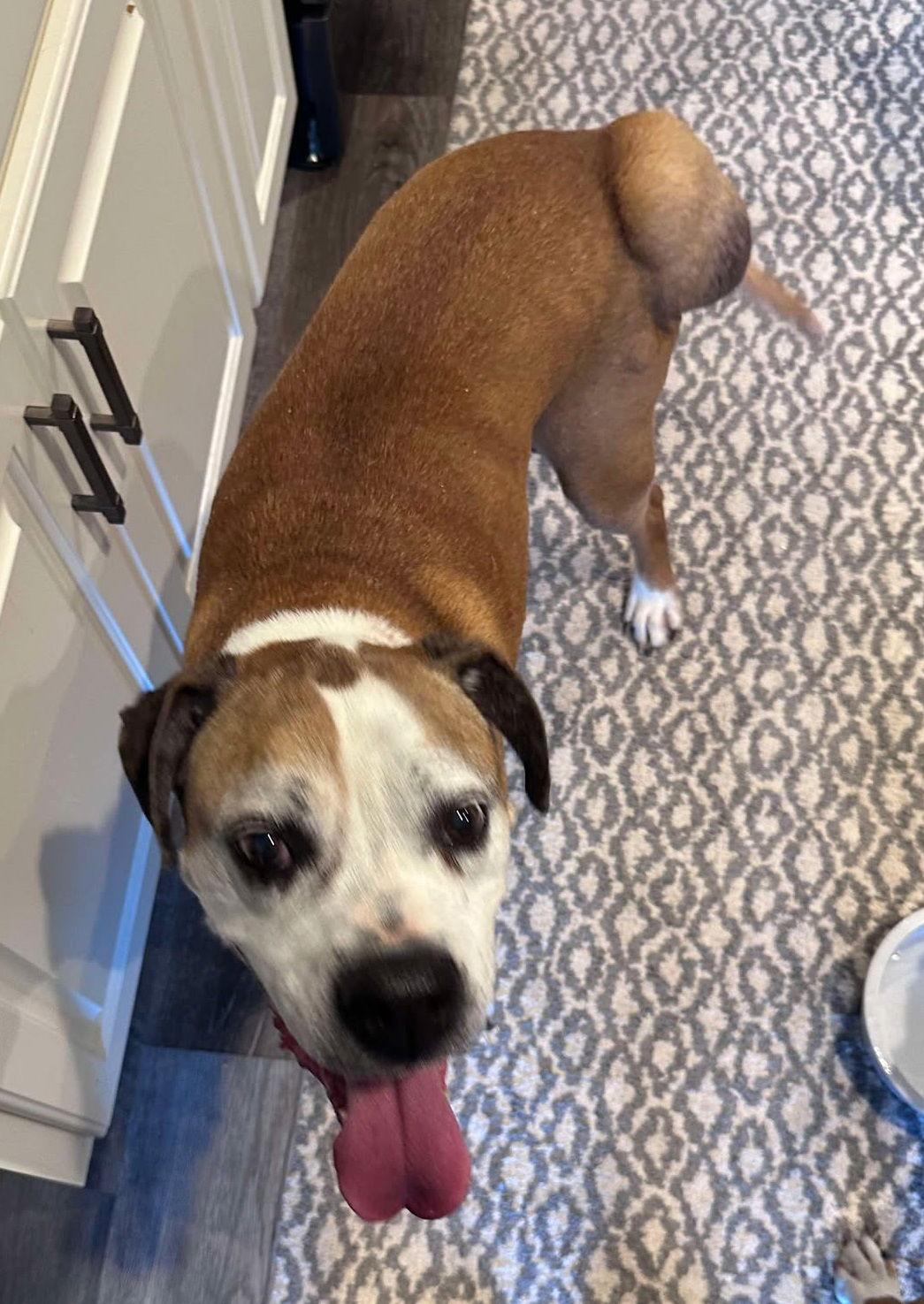 Enlarge Winnie Pop - ADOPTION PENDING!!!, a Adoptable Boxer in Shakopee, MN image 3/3