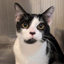 Kai, Adoptable, Kitten Male Domestic Short Hair.