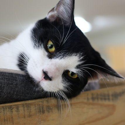 Kai, a Adoptable Domestic Short Hair in Portland, OR image 2/6