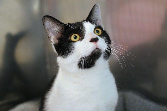 Kai, a Adoptable Domestic Short Hair in Portland, OR image 3/6
