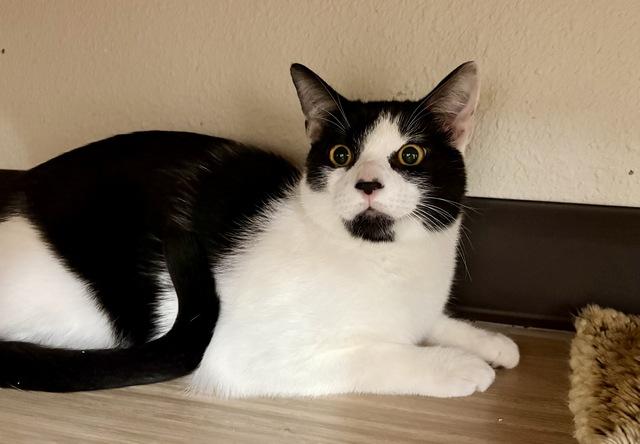 Kai, a Adoptable Domestic Short Hair in Portland, OR image 4/6