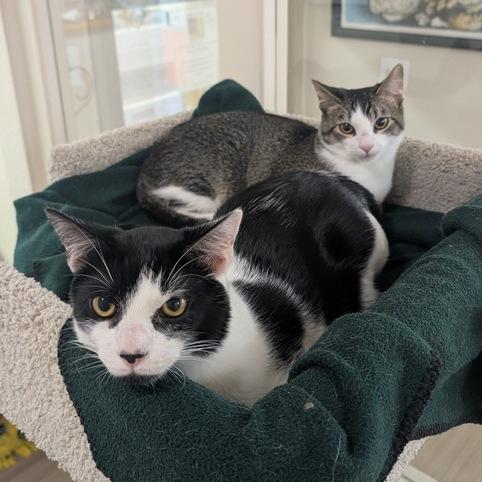 Kai, a Adoptable Domestic Short Hair in Portland, OR image 5/6