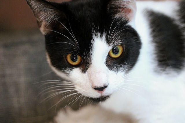 Kai, a Adoptable Domestic Short Hair in Portland, OR image 6/6