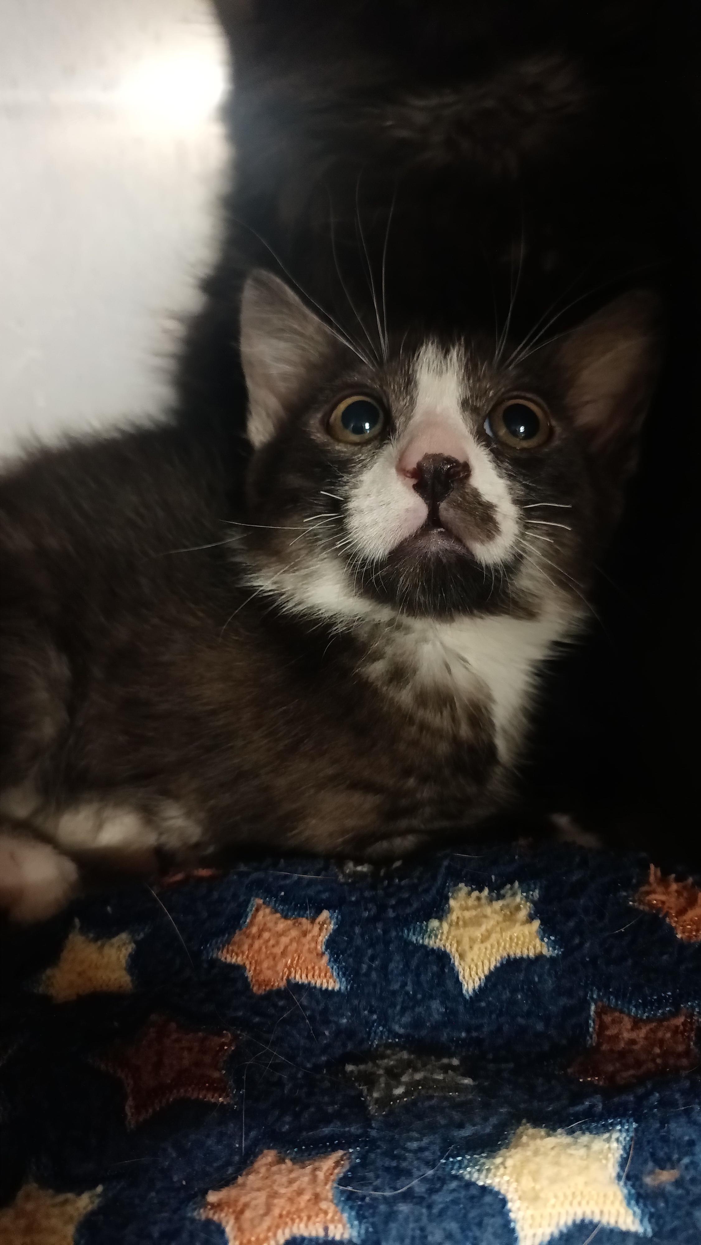 Enlarge Fentanyl, a Adoptable mixed breed in Wasilla, AK image 1/1