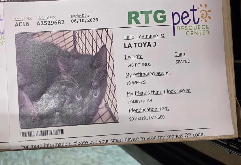 LULU fka LaToya, Adoptable, Kitten Female Domestic Short Hair.