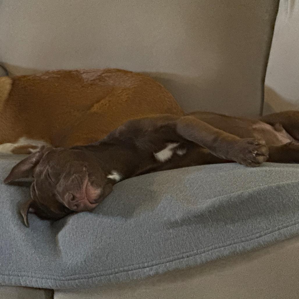 Enlarge Espresso (Coffee Litter), a Adoptable mixed breed in Amarillo, TX image 1/3