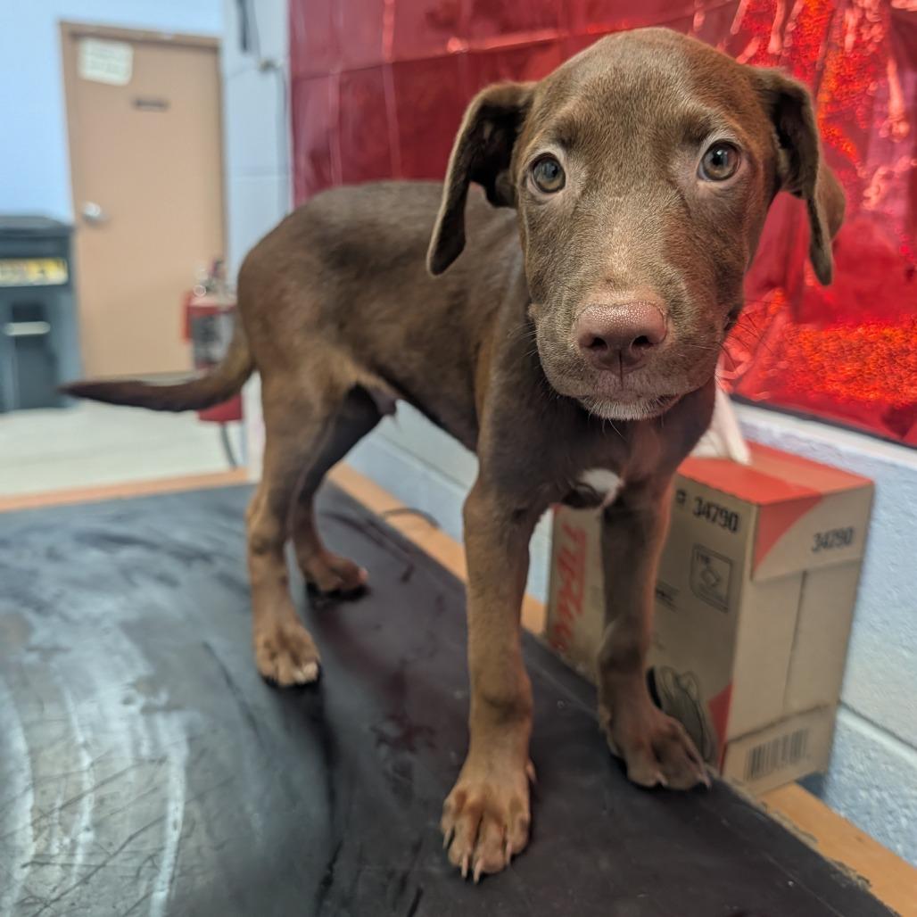 Enlarge Espresso (Coffee Litter), a Adoptable mixed breed in Amarillo, TX image 2/3