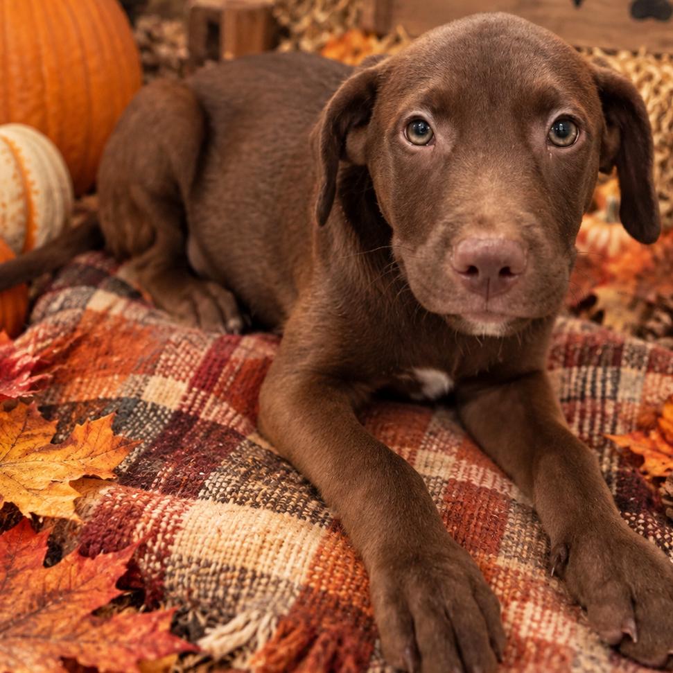 Enlarge Espresso (Coffee Litter), a Adoptable mixed breed in Amarillo, TX image 3/3