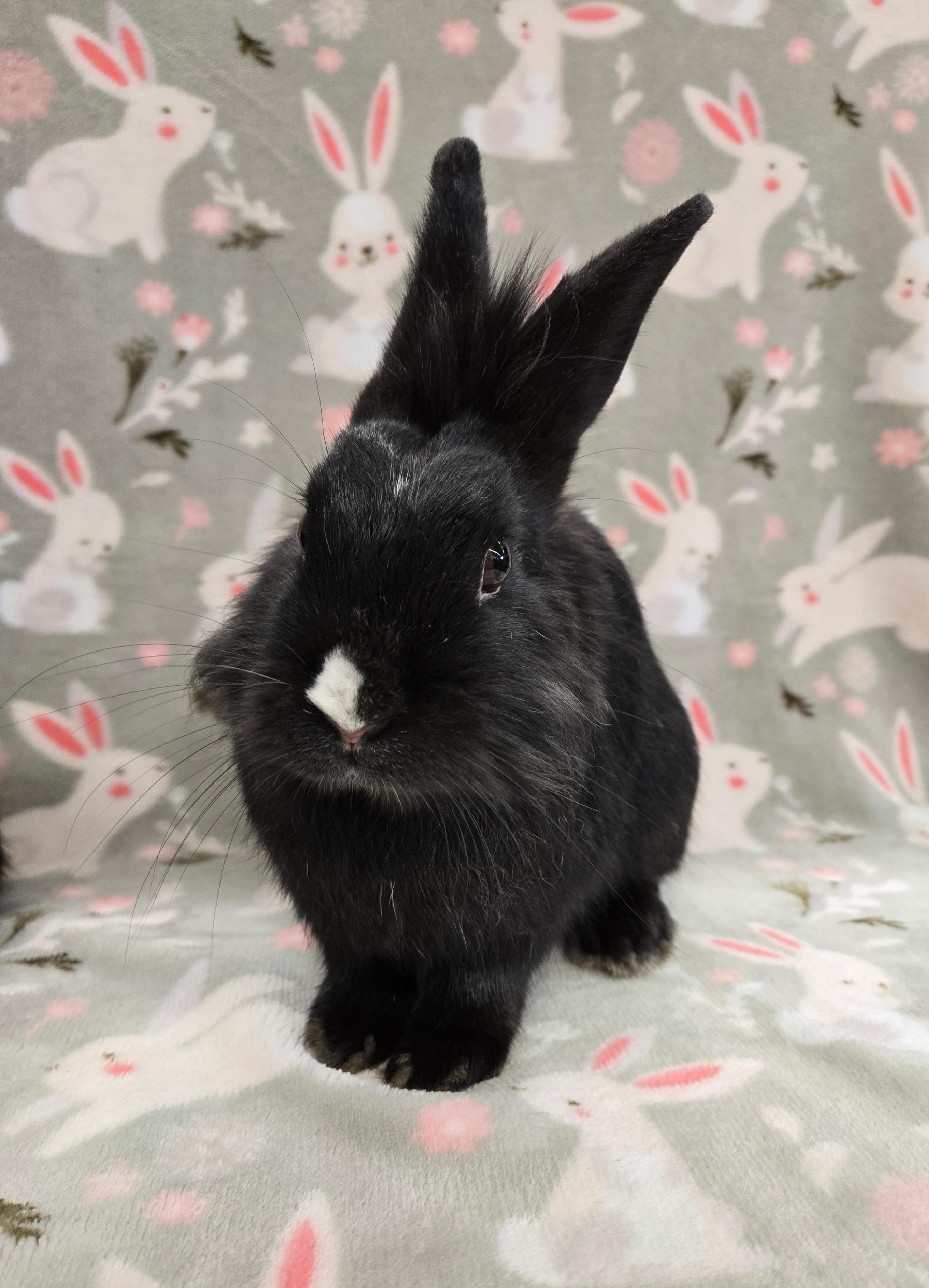 Enlarge Felix, a Adoptable mixed breed in Deerfield, WI image 1/1