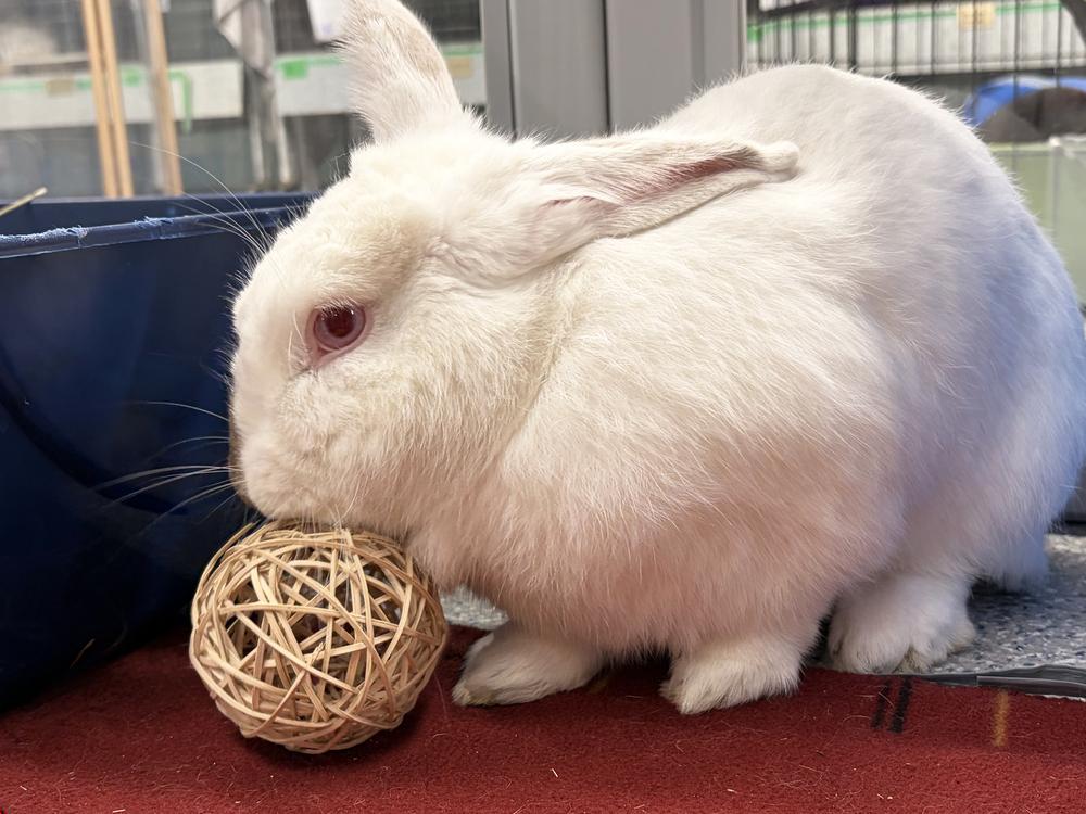 Enlarge Miso, a Adoptable Californian in Westford, MA image 1/6