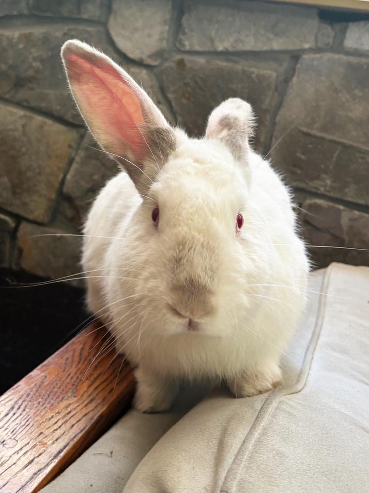 Enlarge Miso, a Adoptable Californian in Westford, MA image 2/6