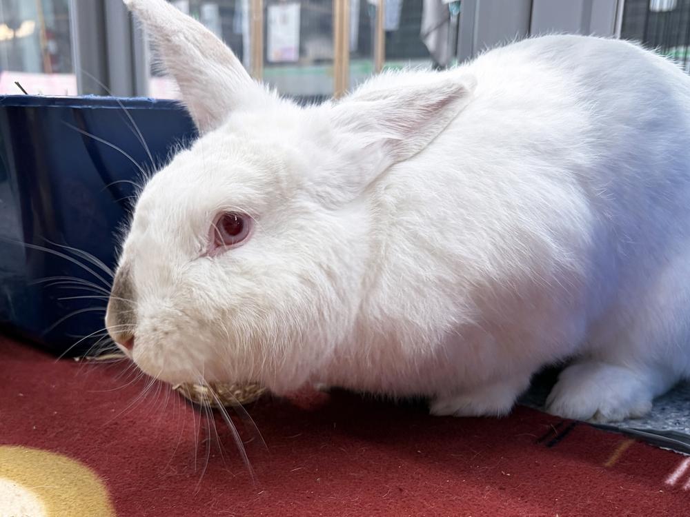 Enlarge Miso, a Adoptable Californian in Westford, MA image 3/6