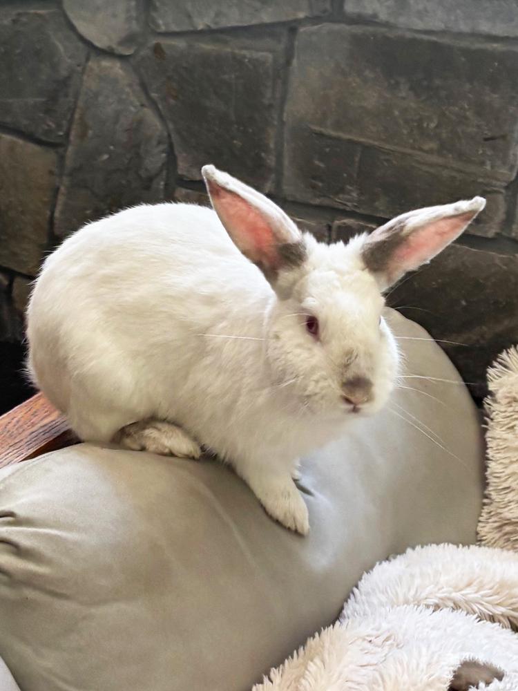 Enlarge Miso, a Adoptable Californian in Westford, MA image 5/6