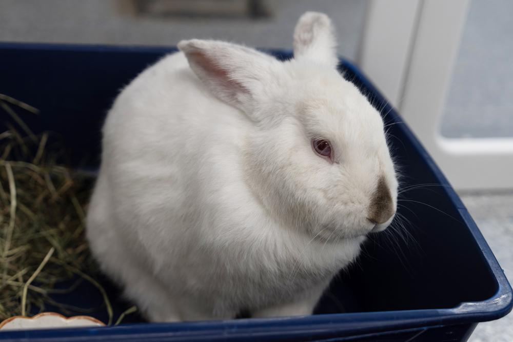 Enlarge Miso, a Adoptable Californian in Westford, MA image 6/6