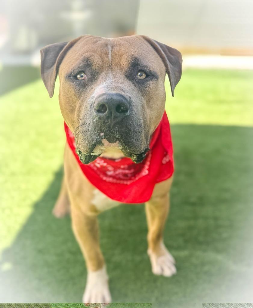 Enlarge Affectionate Cheddar, a Adoptable mixed breed in Huntington Beach, CA image 1/3