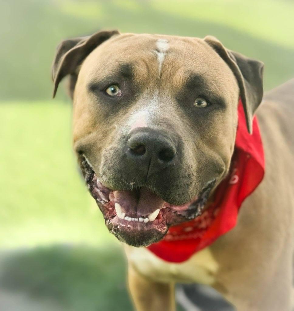 Enlarge Affectionate Cheddar, a Adoptable mixed breed in Huntington Beach, CA image 2/3