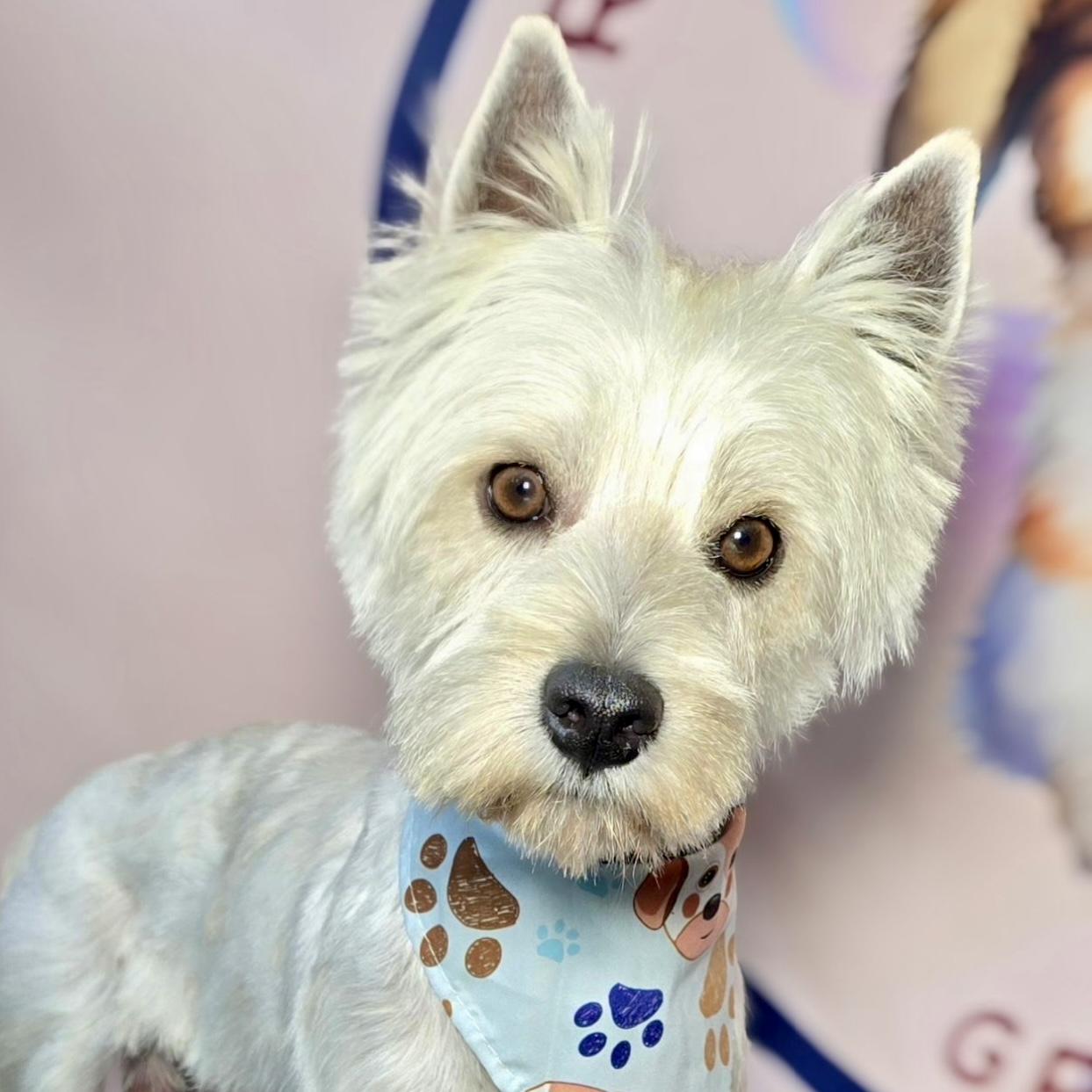 Minion, Adoptable, Young Male West Highland White Terrier / Westie.