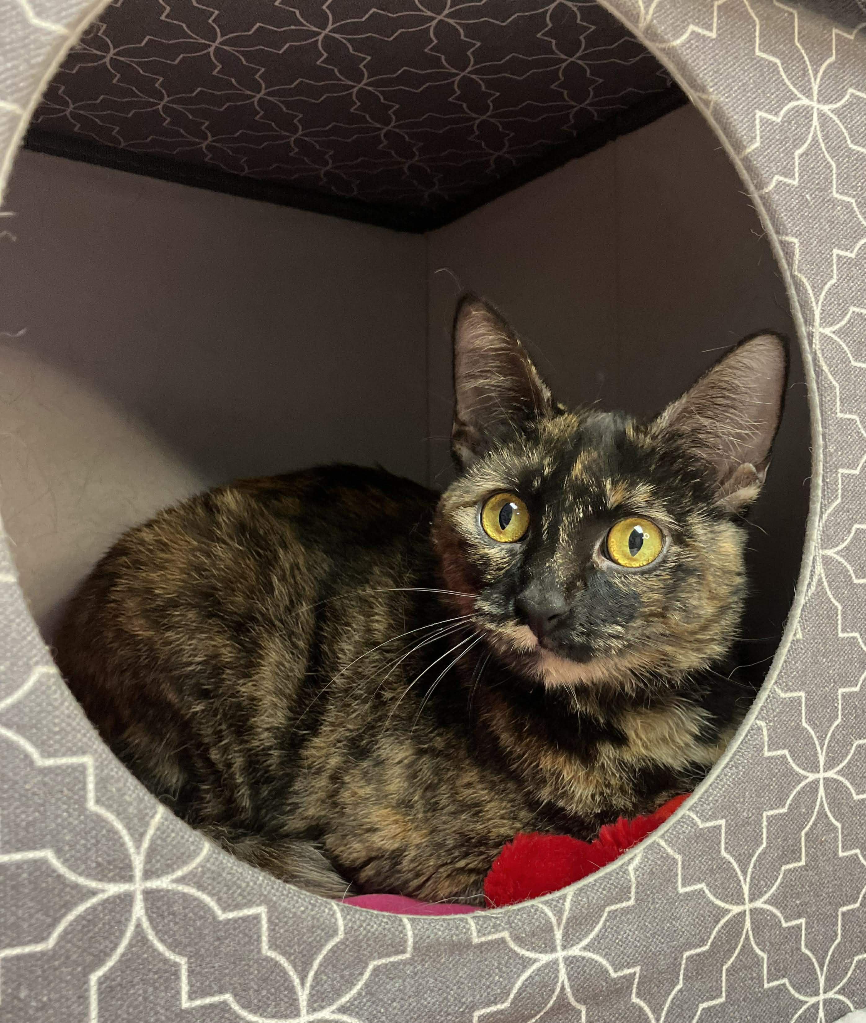 Enlarge Camilla - sweet and affectionate, a Adoptable Domestic Short Hair in Milwaukee, WI image 3/6