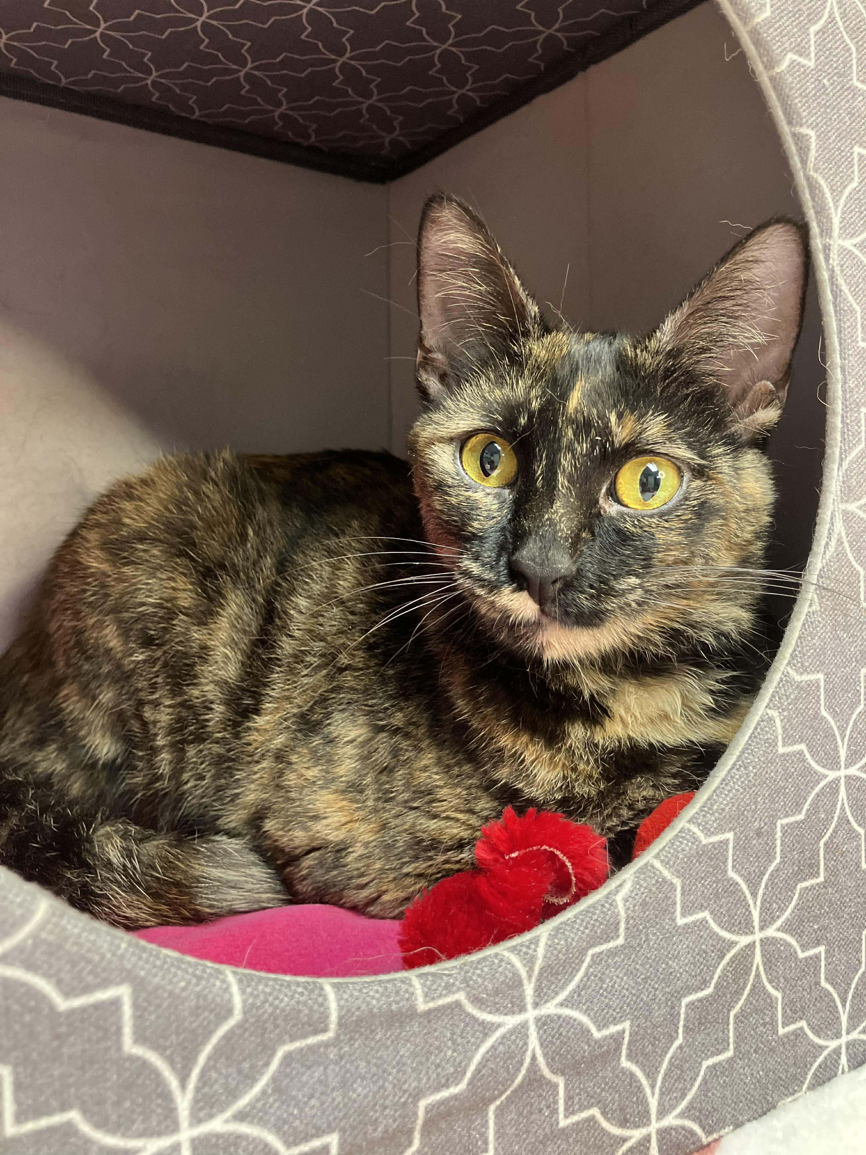 Enlarge Camilla - sweet and affectionate, a Adoptable Domestic Short Hair in Milwaukee, WI image 4/6