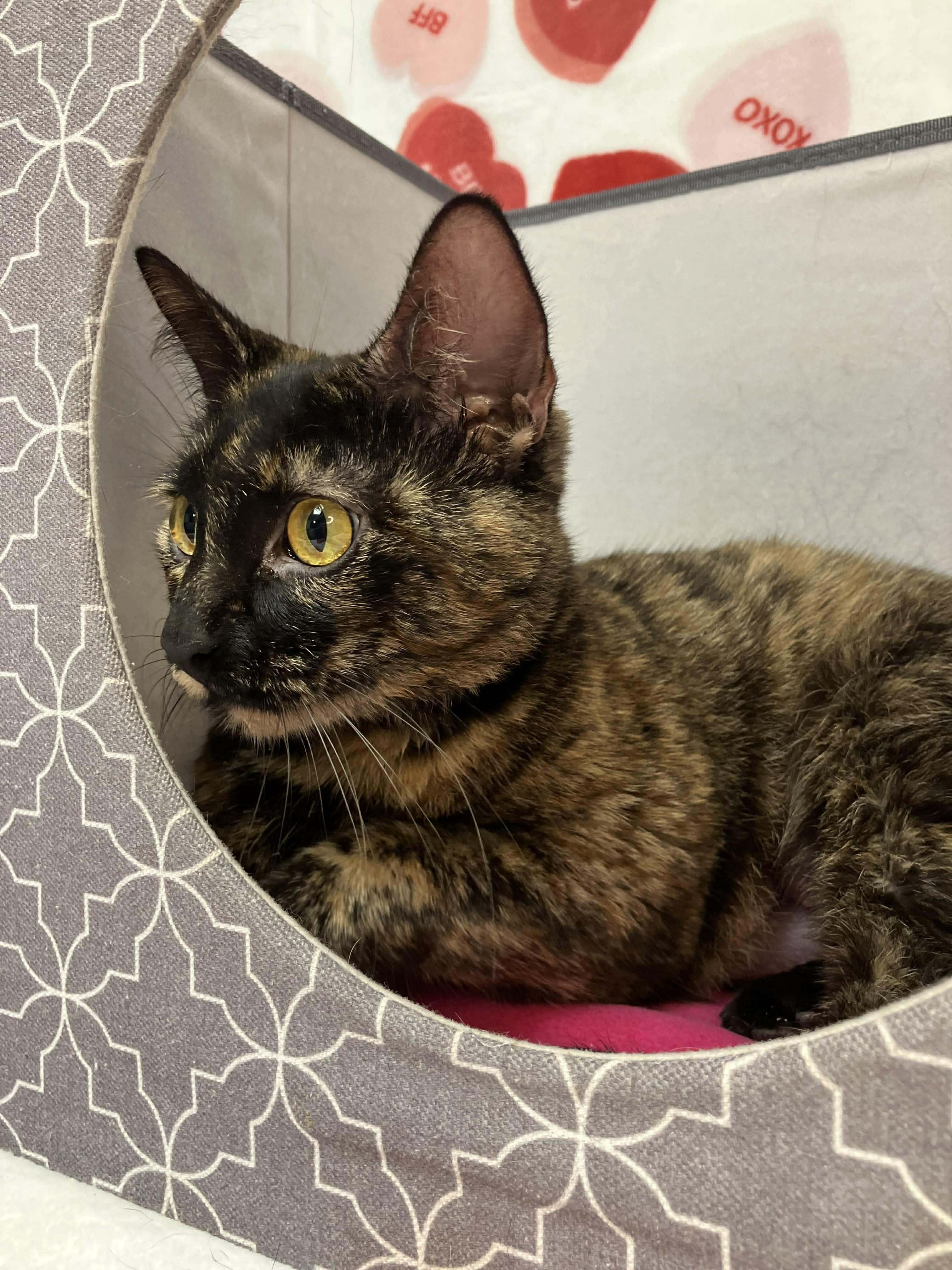 Enlarge Camilla - sweet and affectionate, a Adoptable Domestic Short Hair in Milwaukee, WI image 6/6