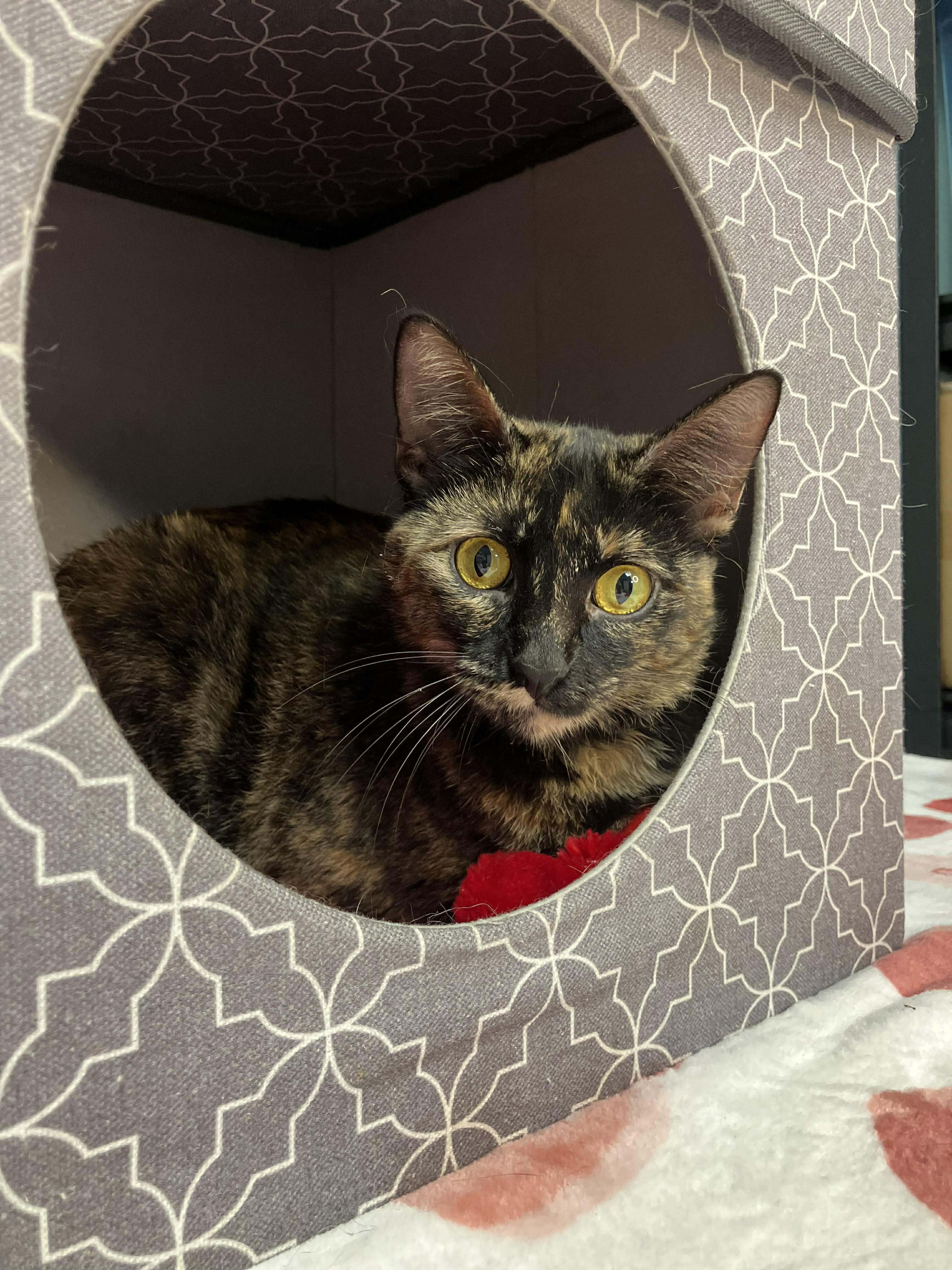 Enlarge Camilla - sweet and affectionate, a Adoptable Domestic Short Hair in Milwaukee, WI image 2/6