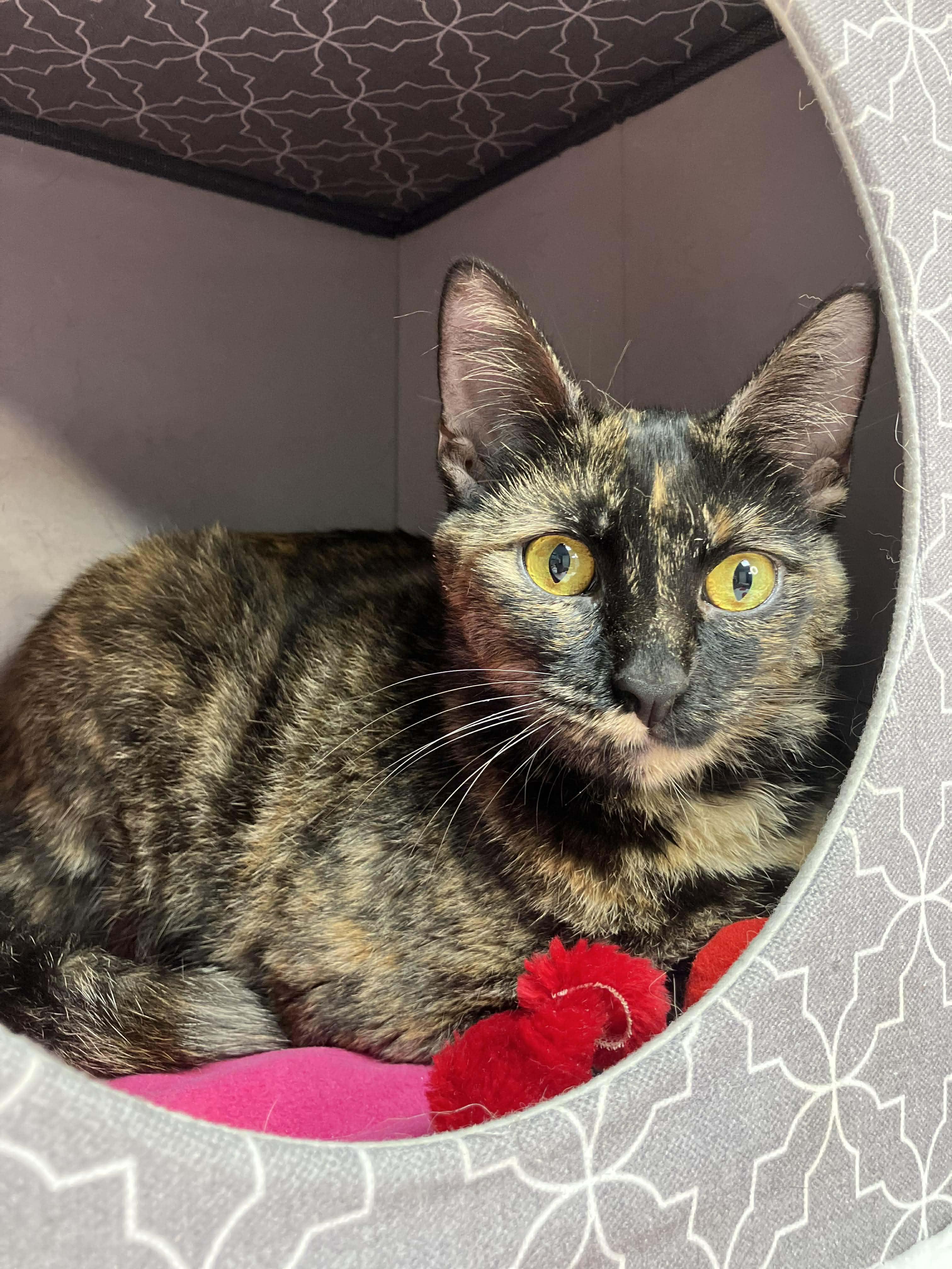 Enlarge Camilla - sweet and affectionate, a Adoptable Domestic Short Hair in Milwaukee, WI image 1/6